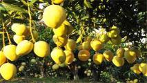 芒果怎么种植