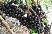 树葡萄的功效与作用，补血益气还可抵抗衰老