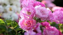 蔷薇花虫害及防治方法