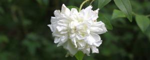 白木香一年开几次花
