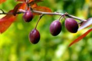 紫叶李的果子能吃吗，能吃口感不佳有酸涩感