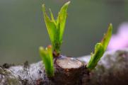 幸福树桩发芽方法，4种方法使其快速发芽