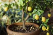 盆栽柠檬叶子黄了原因，盆内缺水或者缺乏铁元素