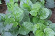 木耳菜种植适宜温度，20℃～30℃之间种植最佳