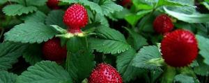 山月莓是什么水果