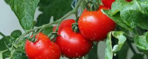 西红柿打叉掐尖图解