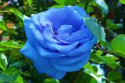 蓝玫瑰代表什么意思，忧伤的爱情与知己