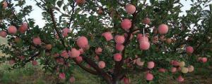 苹果树的特点是什么