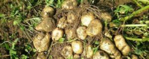 土豆出苗后多久施肥