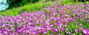 紫花苜蓿怎麼種植