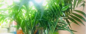 散尾竹的养殖方法和注意事项有哪些