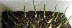 盆栽大蒜的种植方法和时间