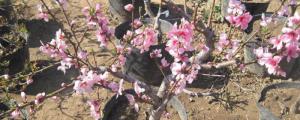 盆栽桃树的种植与管理