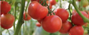 西紅柿坐果期怎樣澆水