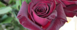 黑色玫瑰的花语是什么意思