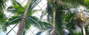 棕榈树适合种在哪里