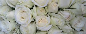 白玫瑰和绿玫瑰的花语