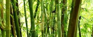 竹子是裸子植物还是被子植物