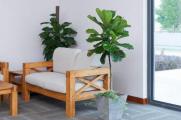 客厅适合放什么大盆栽，盘点10种适合放客厅的大盆绿植
