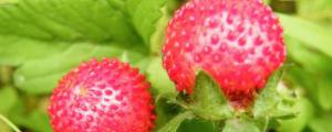山莓和蛇莓的區別