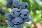 蓝莓上火吗，蓝莓是热性还是凉性(不上火/凉性)