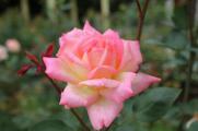 粉色11朵玫瑰代表什么，代表着一心一意爱着你