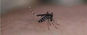 黑白相间的蚊子有毒吗