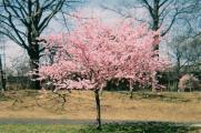 种樱花树的风水禁忌，不宜种在庭院中央