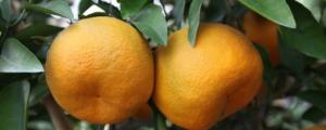 一棵丑橘能结多少斤果