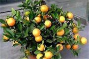 橘子树适合在室内养吗，可净化空气还能聚财气