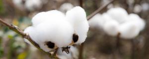 棉花的生長過程