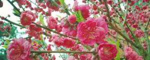 桃子树开花后什么时候打药水