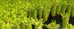 富贵竹的土壤养殖方法