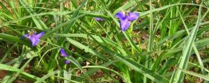 紫露草怎麼種植