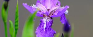 紫蝴蝶的養殖方法和注意事項