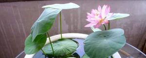 水培碗莲的种植方法和注意事项