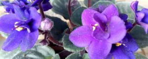 非洲紫罗兰的叶插方法和注意事项