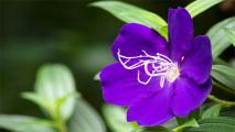 紫蝴蝶花怎麼養