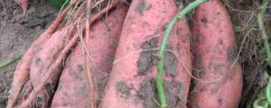 西瓜红红薯生长特性