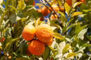 柑橘树叶子发黄怎么办，硫酸铁溶液浇水并增加施肥