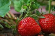 草莓烂根怎么处理，4种方法解决烂根情况