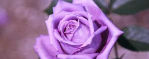 紫玫瑰品种