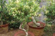 盆栽金银花的养殖方法和注意事项，阴凉环境剪弱根