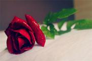 送玫瑰花朵数的含义，详解常见十种朵数含义