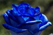 蓝色妖姬19朵代表什么，浪漫永恒的蓝色爱恋