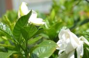 怎么让栀子花快开花，五种方法让你的栀子花枝繁叶茂
