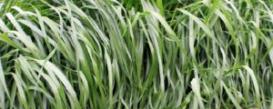 黑麦草的种植季节和种植方法