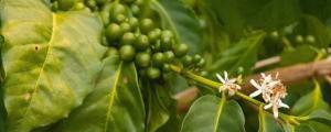夏威夷果树苗适合什么地方种植