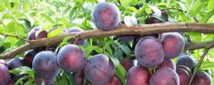 李子果树的栽培和管理
