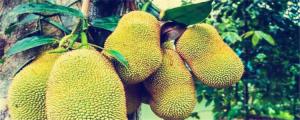 菠蘿蜜的種子怎麼種才能發芽